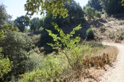 Sunny Hillside Trail Through Wooded Slope