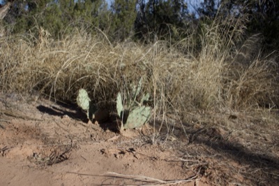 Prickly Pear Cactus in Dry Grass