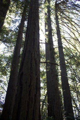 Tall Redwoods Upward View Sunlit Forest