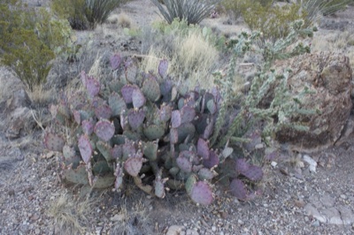 Purple Prickly Pear Cactus in Desert