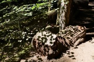 Fallen Log on Forest Trail