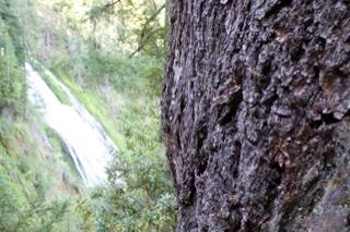 Tree Bark Framing Forest Waterfall