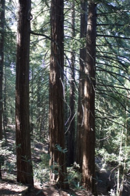 Redwood Forest Tall Trunks Sunlight