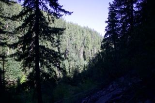 Sunlit Forest Valley Between Trees
