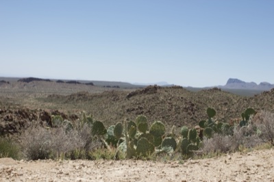 Desert landscape with prickly pear cactus
