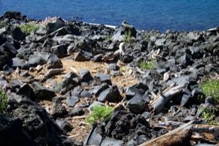 Rocky Shoreline With Blue Water