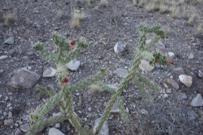 Desert Cholla Cactus With Red Buds