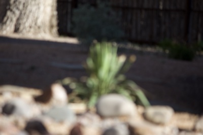Blurred Desert Garden Plant