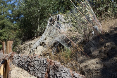Wire Mesh Over Tree Stump Hillside