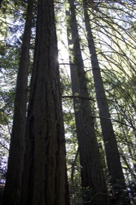 Tall Redwood Trees Forest Upward View