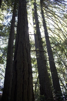 Tall Redwood Trees in Sunlit Forest