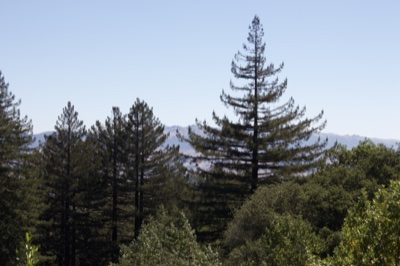 Tall Redwood in Forest Landscape