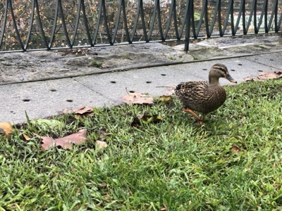 Mallard Duck on Grass Near Pavement
