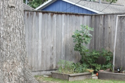 Backyard Garden with Fig Tree and Fence