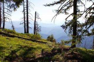 Sunlit Forest Hillside With Distant Mountains
