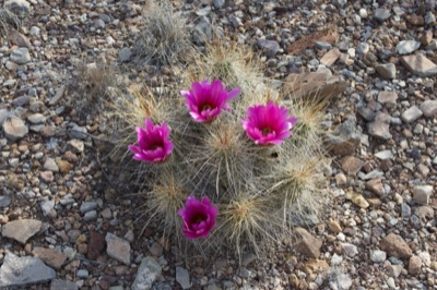 Pink Blossomed Cactus in Desert Gravel