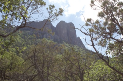 Mountain Peaks Through Forest Trees