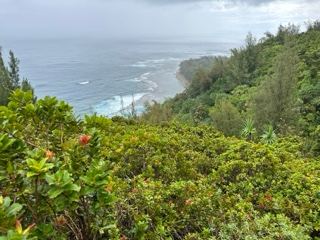 Lush Coastal Overlook Over Ocean