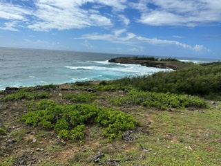 Coastal Ocean View With Green Shrubbery