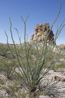 Ocotillo Plant In Desert Landscape