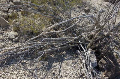 Dead Branches on Desert Gravel