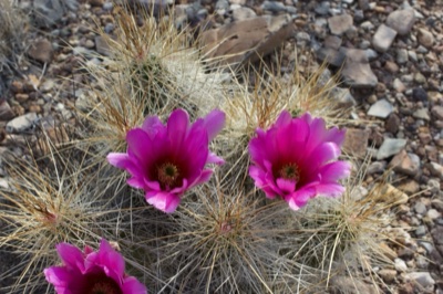 Pink Hedgehog Cactus Blooms in Desert