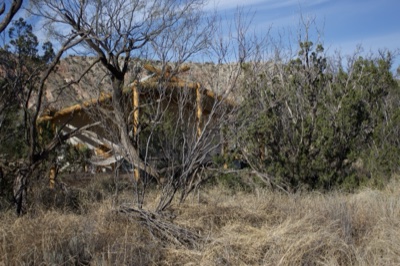 Desert Vegetation Hiding Wooden Structure