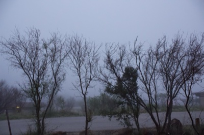Foggy Leafless Trees Over Road