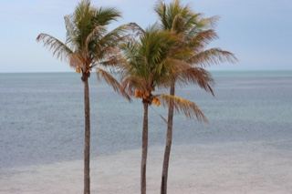 Three Palms Overlooking Tropical Sea