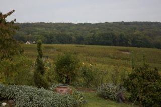 Rural farmland with distant treeline