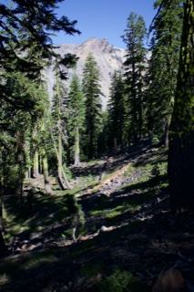 Sunlit Forest Slope With Mountain
