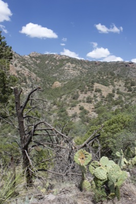 Desert Mountain Valley with Cactus