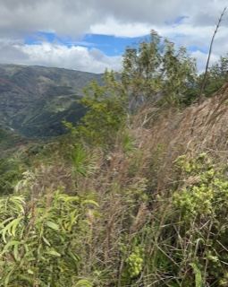 Mountain Valley Overgrown Ridge View