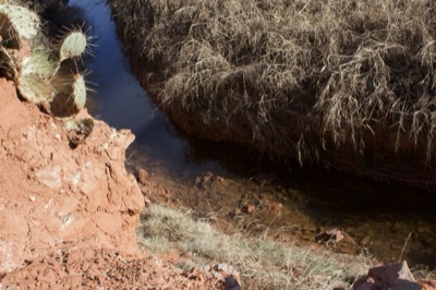 Desert Arroyo With Cactus And Stream