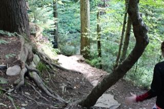 Forest Trail With Fallen Tree Root