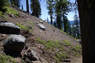 Rocky Forest Slope With Tall Pines