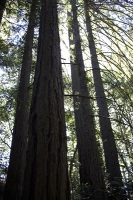 Tall Redwoods Reaching Skyward