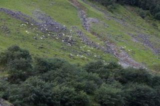 Sheep on Green Hillside Pasture