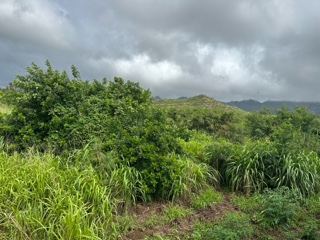 Overcast Hillside with Lush Green Vegetation