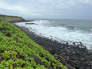 Rocky Coastline With Green Vegetation