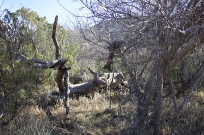 Fallen Tree in Dry Brushland