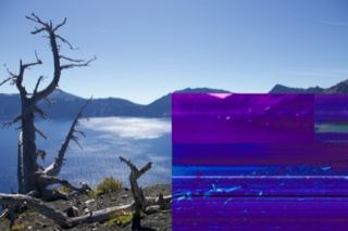 Dead tree over misty alpine lake