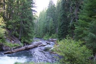 Forest River With Fallen Log