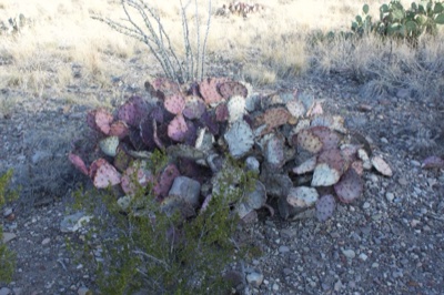 Pile of Prickly Pear Pads in Desert