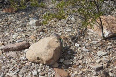 Lizard on Rock in Desert