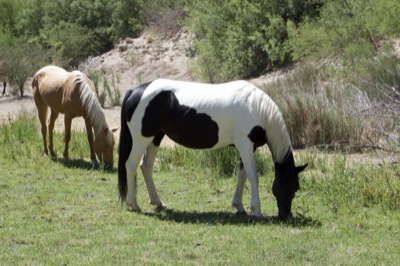 Pinto and Palomino Horses Grazing