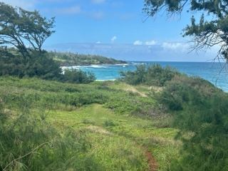 Coastal Grassland Overlooking Ocean