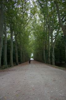 Tree-Lined Avenue Path Receding