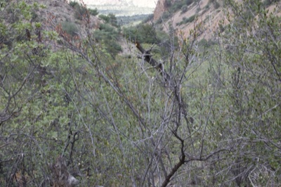 Arid Canyon Shrubland with Lizard