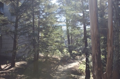 Sunlit Forest Path With Tall Trees